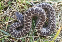 Vipera ursinii