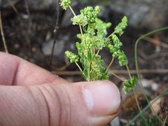 Psammotropha myriantha
