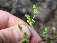 Psammotropha myriantha