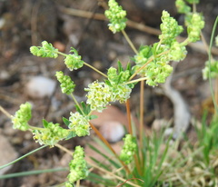 Psammotropha myriantha