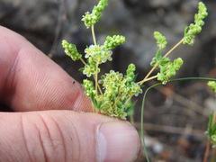 Psammotropha myriantha