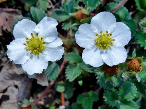 Fragaria nubicola Lindl.
