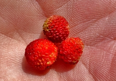Fragaria nubicola