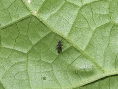 Spanagonicus albofasciatus