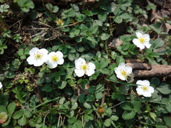 Fragaria nubicola