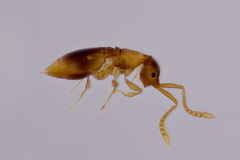 Megaspilidae