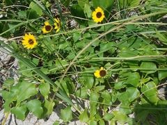 Helianthus