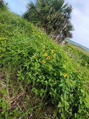 Helianthus