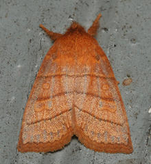 Pyreferra slotteni