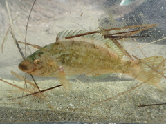 Symphodus cinereus