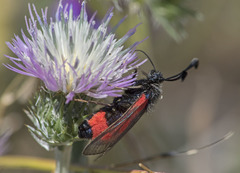Zygaena sarpedon