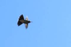 Trochilidae