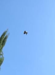 Trochilidae