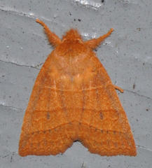 Pyreferra slotteni