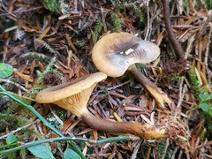 Hygrophoropsis rufa