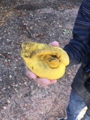 Citrus medica sarcodactylis