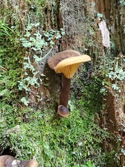 Hygrophoropsis rufa