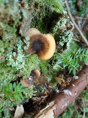 Hygrophoropsis rufa