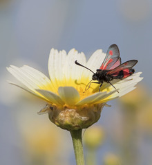 Zygaena sarpedon