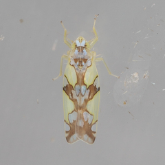 Protalebrella conica