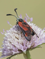 Zygaena sarpedon