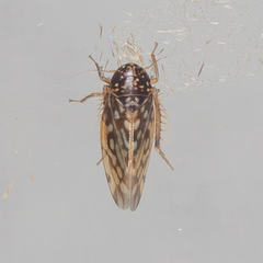 Xestocephalus lunatus