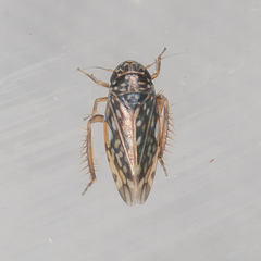 Xestocephalus lunatus