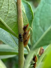 Enchenopa squamigera