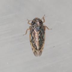 Xestocephalus lunatus