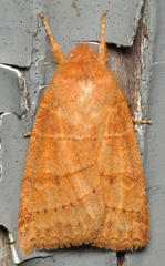 Pyreferra slotteni