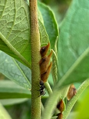 Enchenopa squamigera