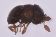 Baeus