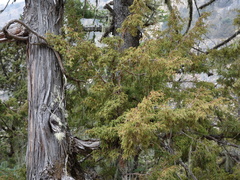 Juniperus recurva