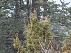Juniperus recurva