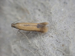 Coptotriche marginea