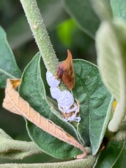 Enchenopa squamigera