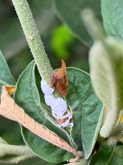 Enchenopa squamigera