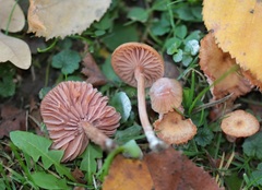 Laccaria laccata