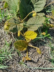 Hermannia transvaalensis