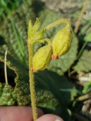 Hermannia transvaalensis