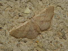 Idaea obsoletaria