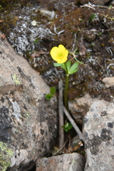 Ranunculus sulphureus