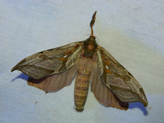 Sthenopis argenteomaculatus