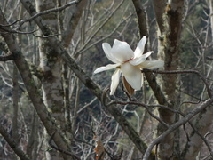 Magnolia campbellii