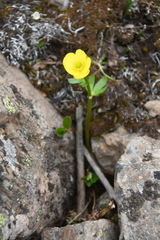Ranunculus sulphureus