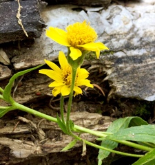 Arnica longifolia