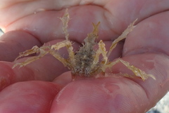 Macropodia longirostris