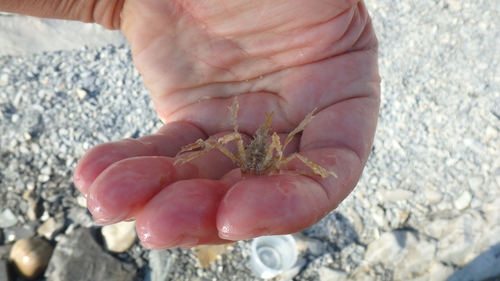 Representative image of Macropodia longirostris