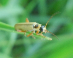 Metacantharis clypeata