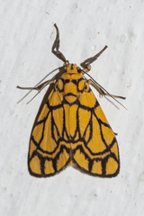 Cyme euprepioides
